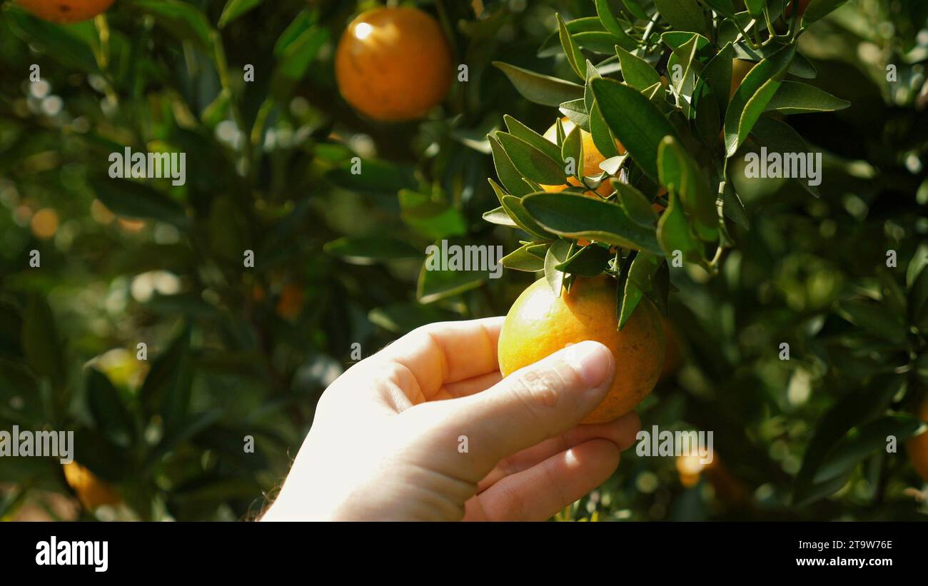 Growth and harvest in fruit garden, showcasing citrus trees with ripe oranges Stock Photo