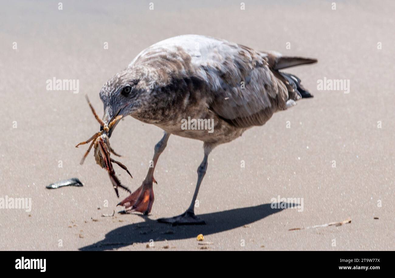 A seagull bird is standing on the sand with a crabin it's mouth. Stock Photo