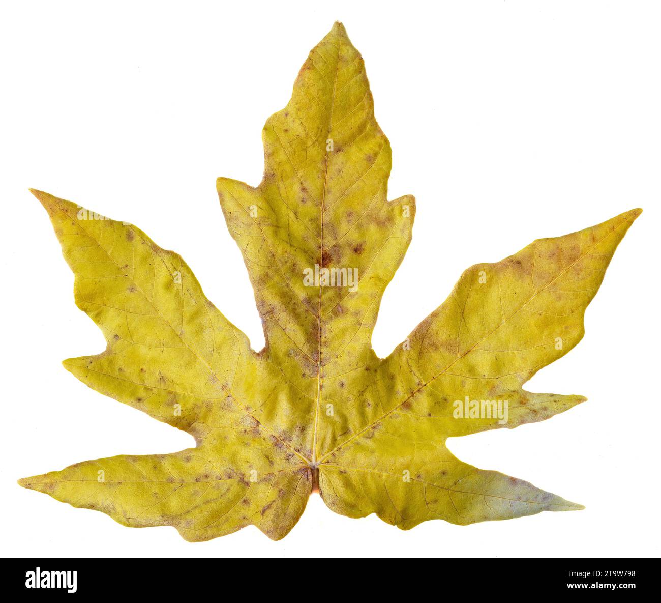 Autumn Leaf Isolated on White Background Stock Photo