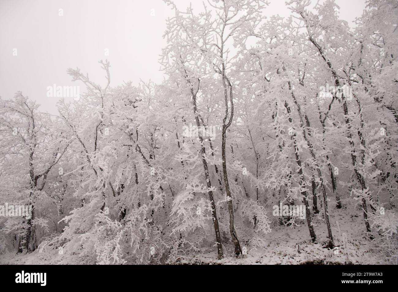 Trees in the forest covered with white snow Stock Photo - Alamy