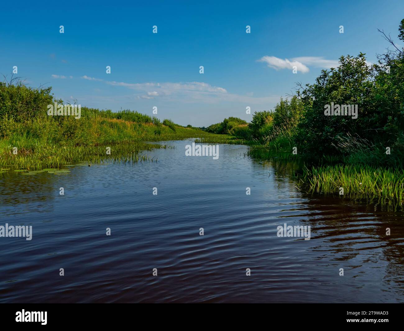Helium. This small northern swamp river with a short course, slow current. The banks are covered with willow bushes and Fresh-water soldier . Waterlog Stock Photo