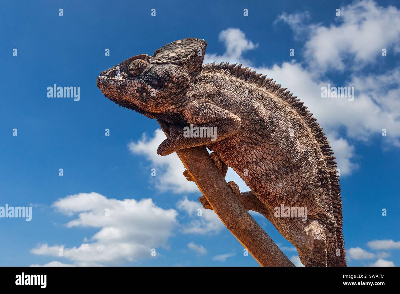 Malagasy giant chameleon / Oustalet's chameleon (Furcifer oustaleti), Central Highlands, Madagascar, Africa Stock Photo