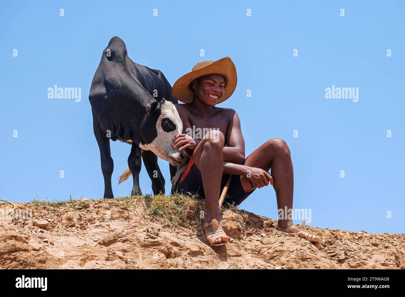 Smiling Malagasy boy posing with zebu calf, Belo sur Tsiribihina, Menabe Region, Central Highlands, Madagascar, Africa Stock Photo