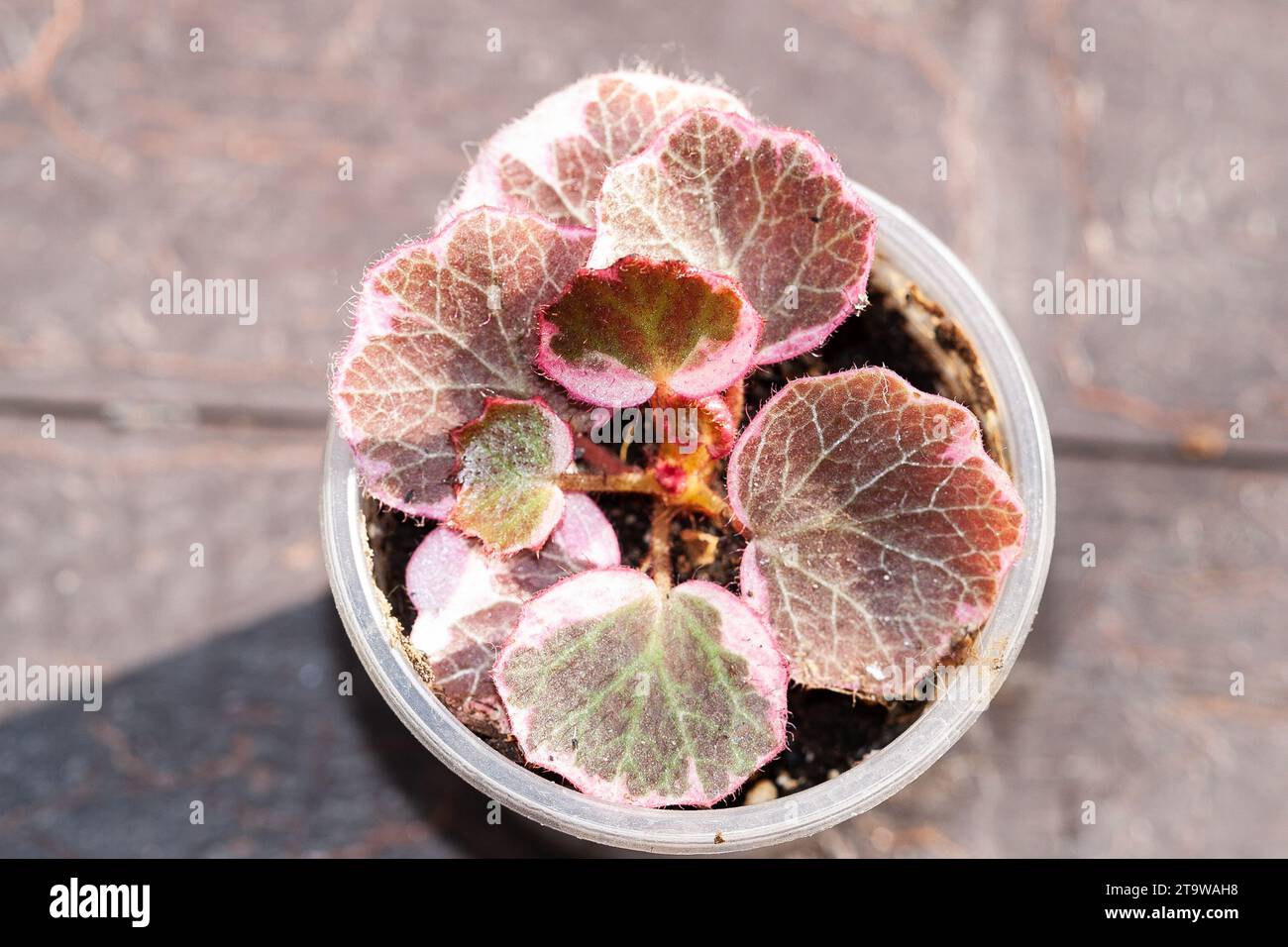 Saxifraga stolonifera tricolor, strawberry Geranium variegated House plant collection Stock Photo