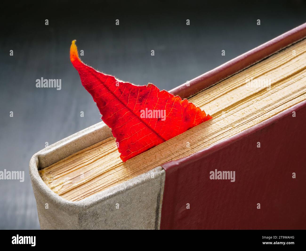 Memories concept. Autumn leaf as bookmark for a book. Stock Photo