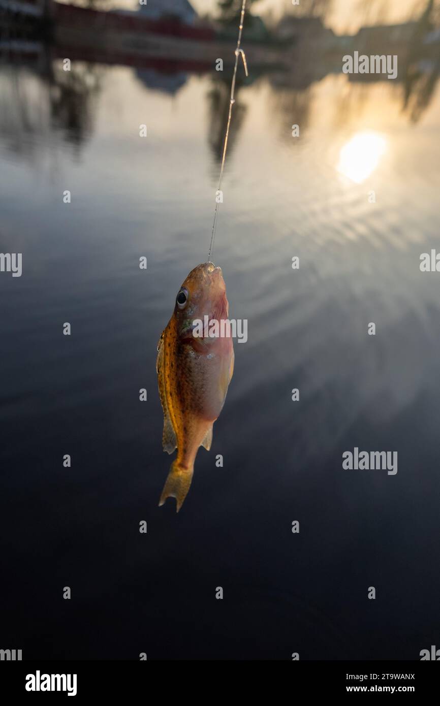 Village fishing at sunset. Fish on background of river Stock Photo