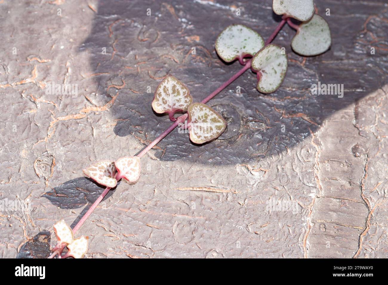 String of hearts, Ceropegia Woodii variegata vine laing on the ground Stock Photo