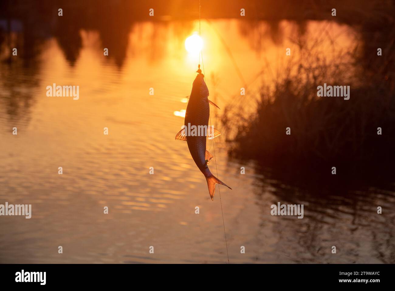 Roach. Gambling fishing on the river in the evening. Caught fish at sunset Stock Photo