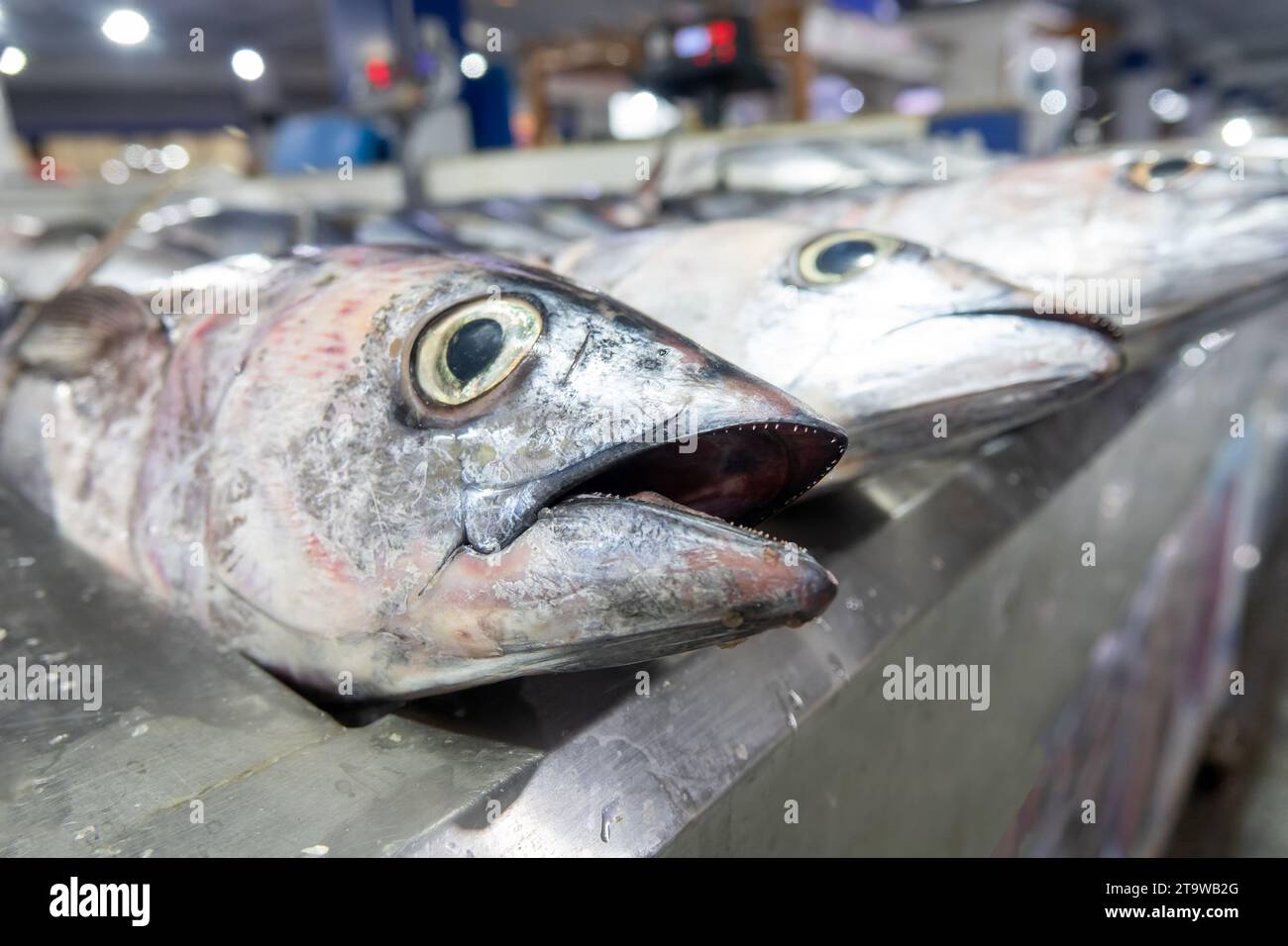 Bandar Abbas, Iran. Fish market. The fish of the Persian Gulf and the Arabian Sea are caught and sold. tuna (Thunnus) Stock Photo