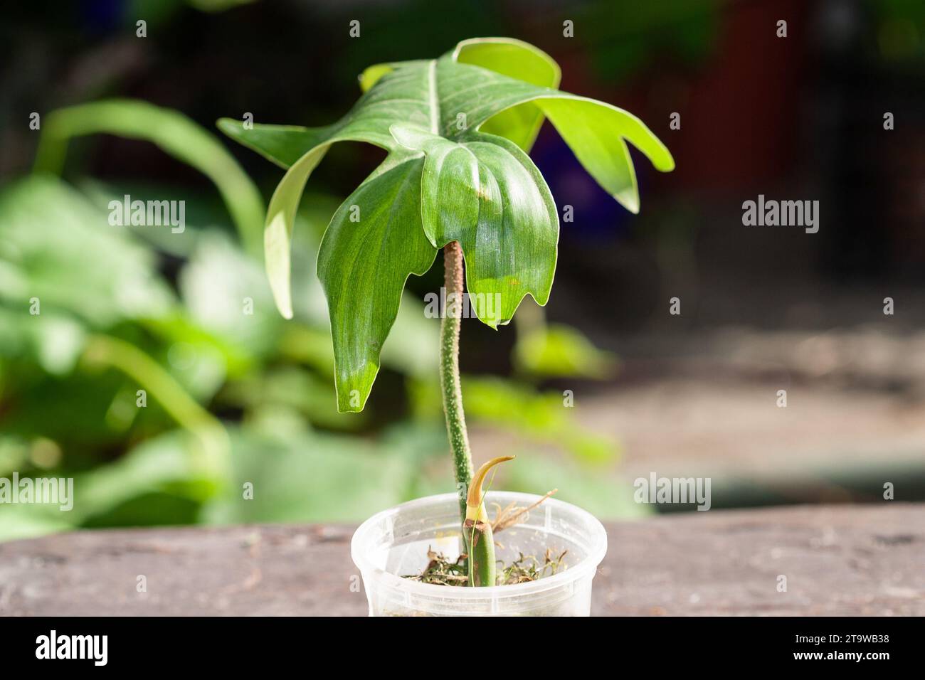 Philodendron Pedatum, Oak Leaf Philodendron top cutting propagation in sphagnum moss Stock Photo
