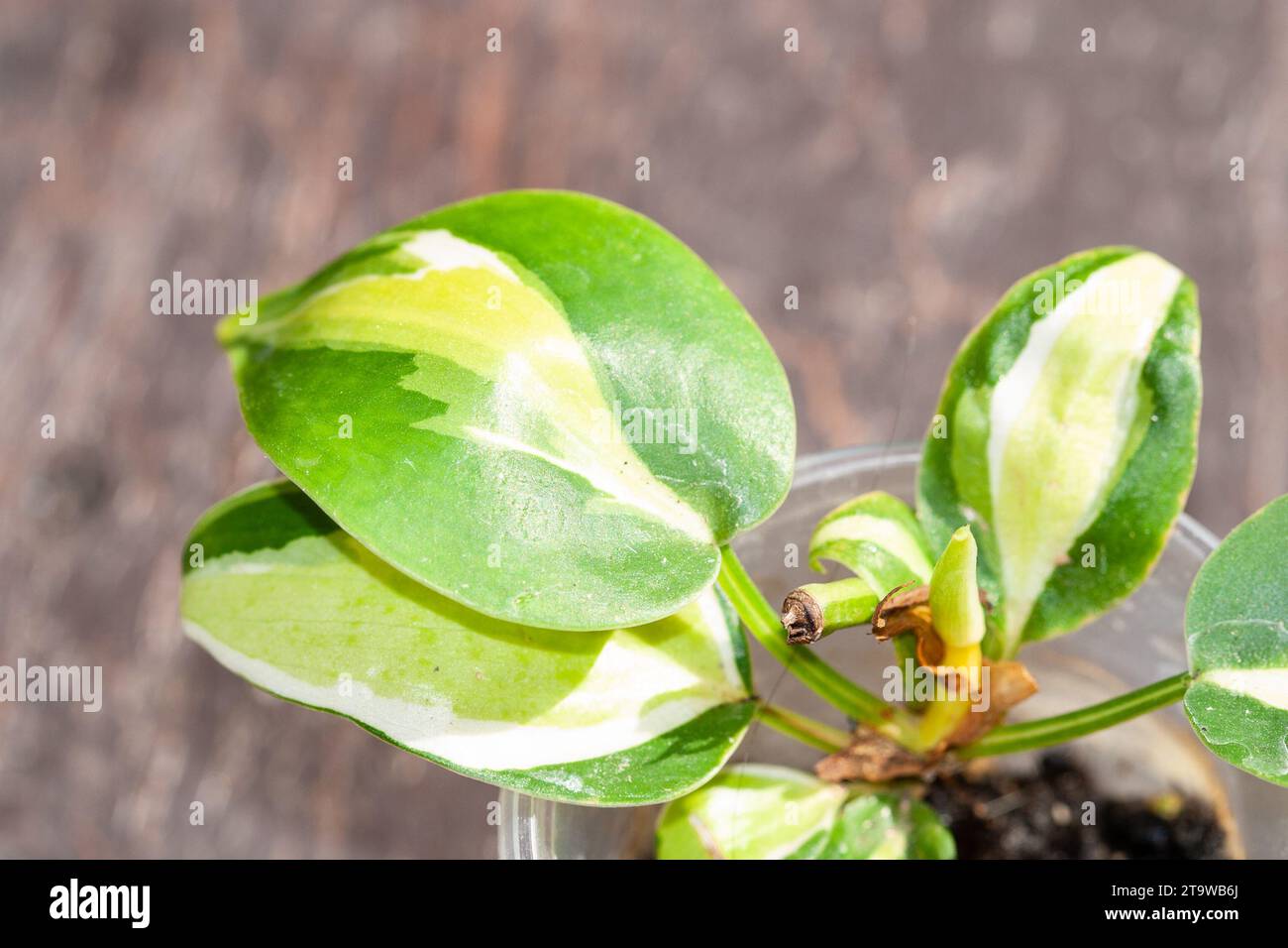 Philodendron Cream Splash – Lost In The Forrest - Foto 4
