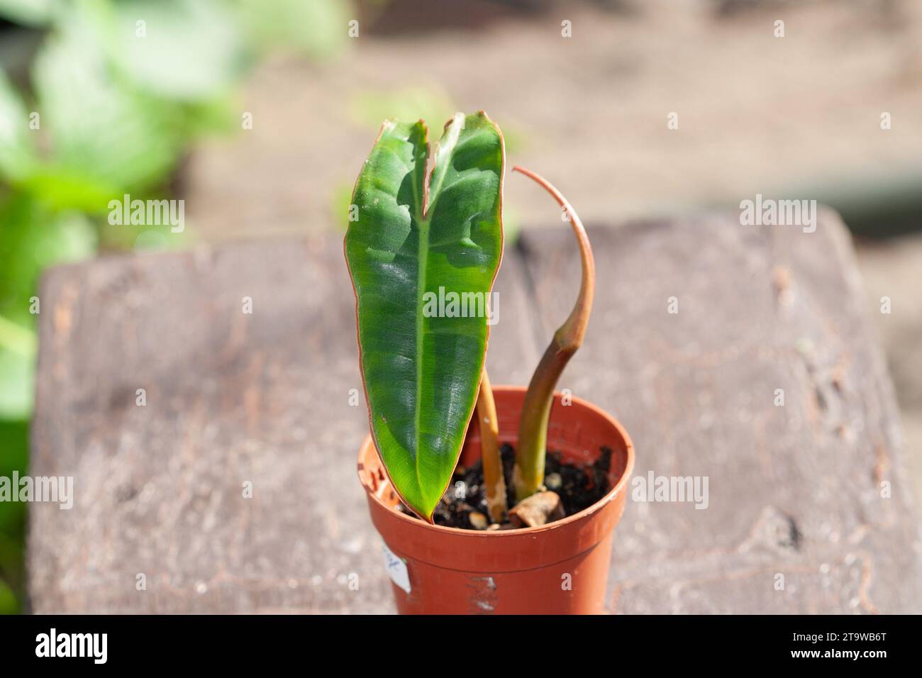 sansevieria bacularis plant Dracaena bacularis 'Fernwood Punk' – Spiky Cylindrical Dracaena