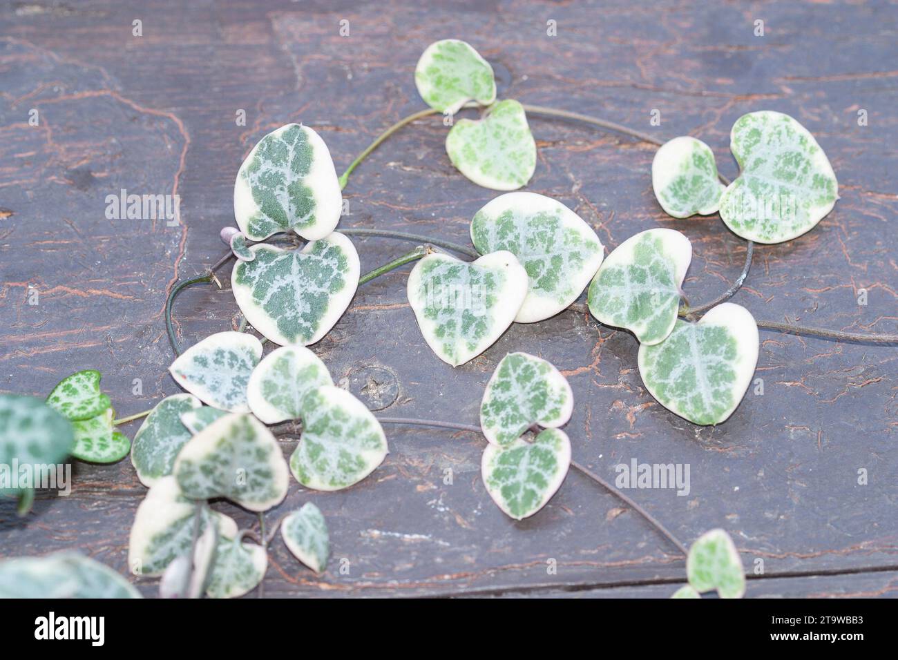 String of hearts, Ceropegia Woodii variegata vine on the painted wood