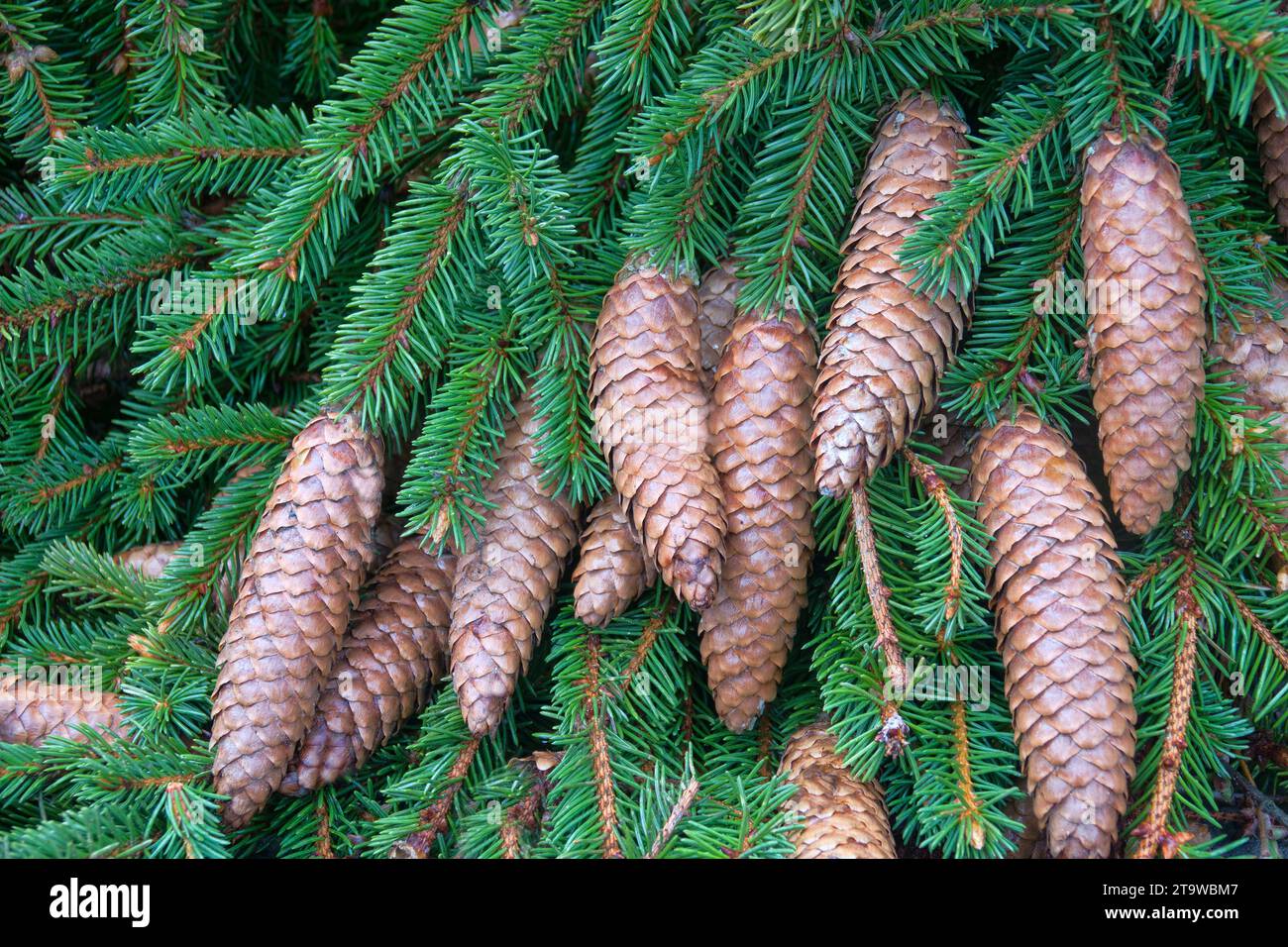 Forest science. Cones from the top of the European Spruce (Pinus sylvestris) at the age of about 100 years after winter fruiting. Boreal forests of No Stock Photo