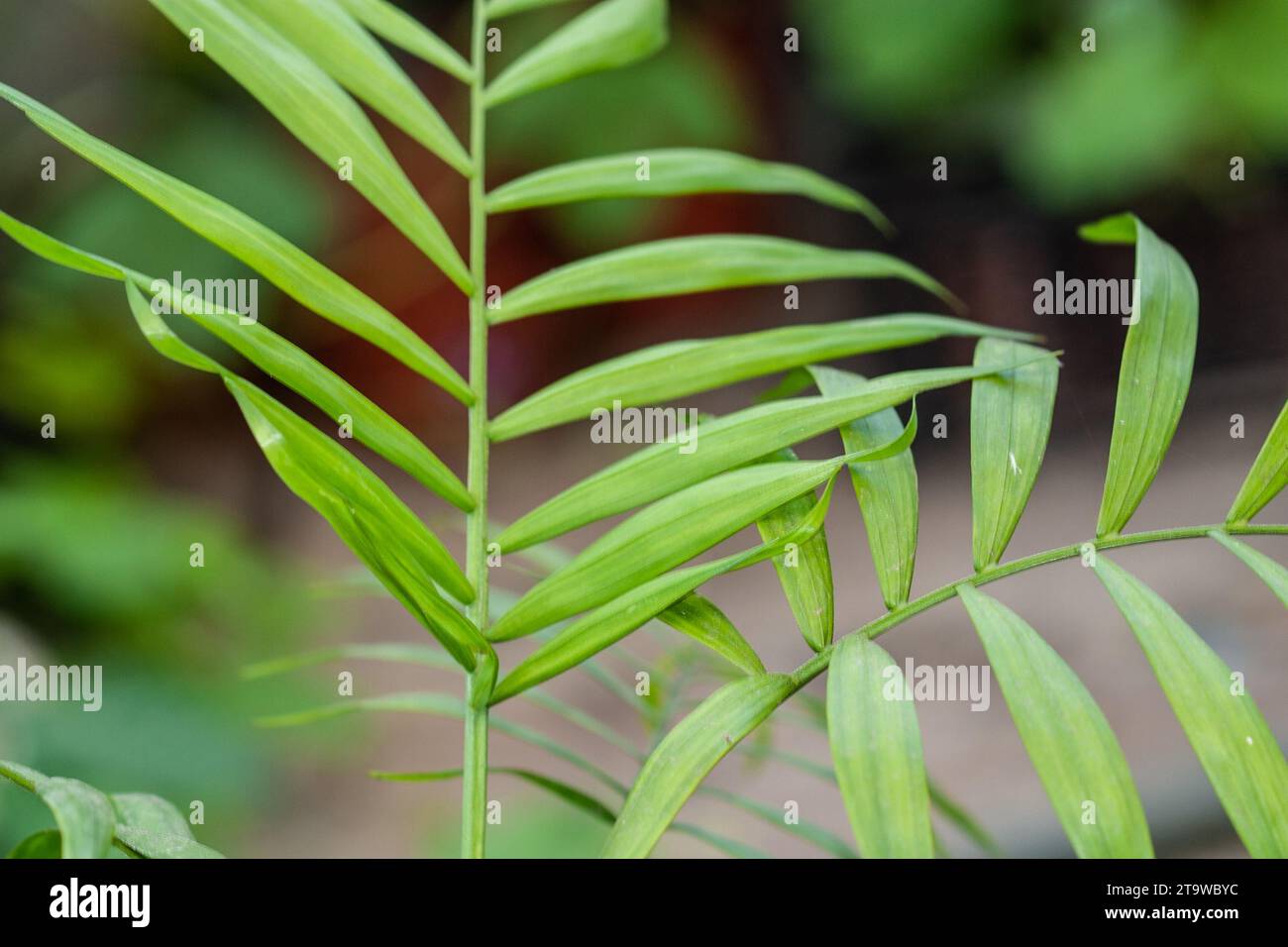 Chamaedorea Elegans, the Neanthe bella palm or parlor palm house plant ...