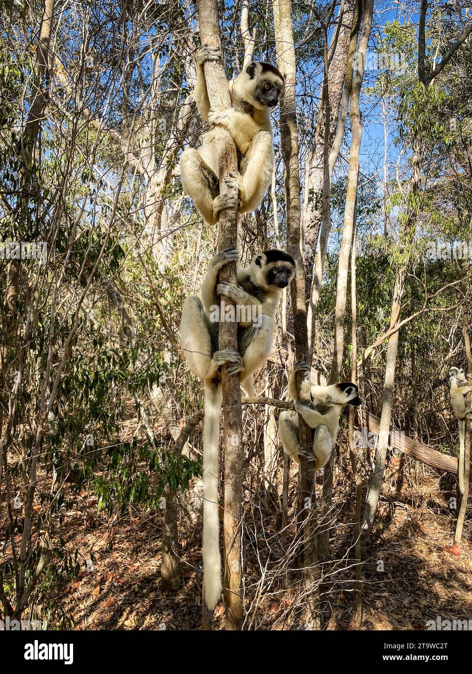 Madagascar, surroundings of Tsimafana, lemur forest Stock Photo