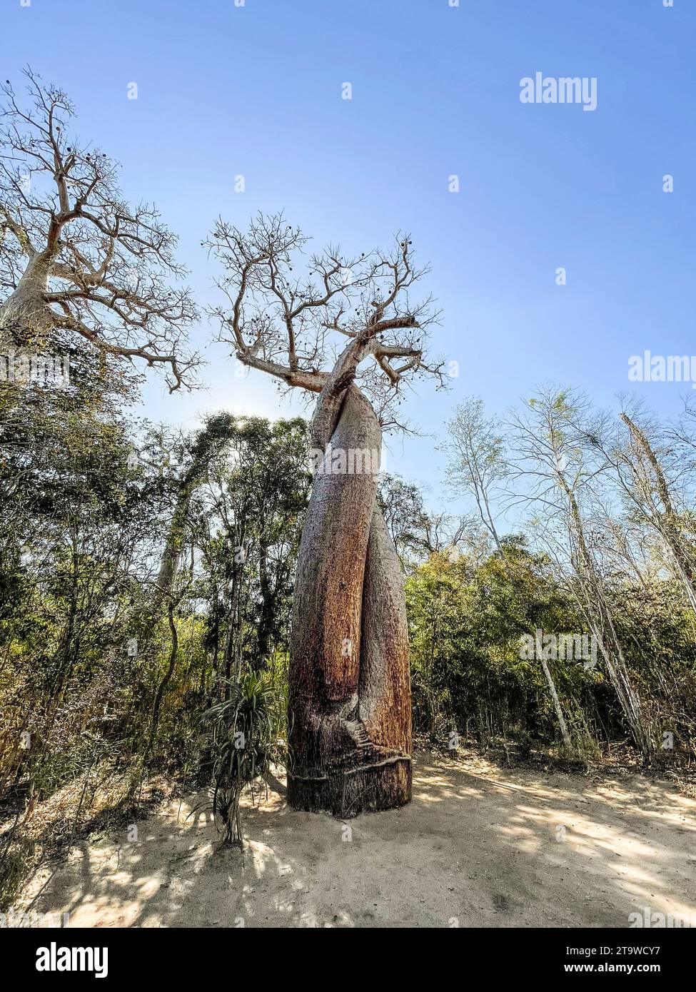 Madagascar, surroundings of Tsimafana, Baobab Stock Photo