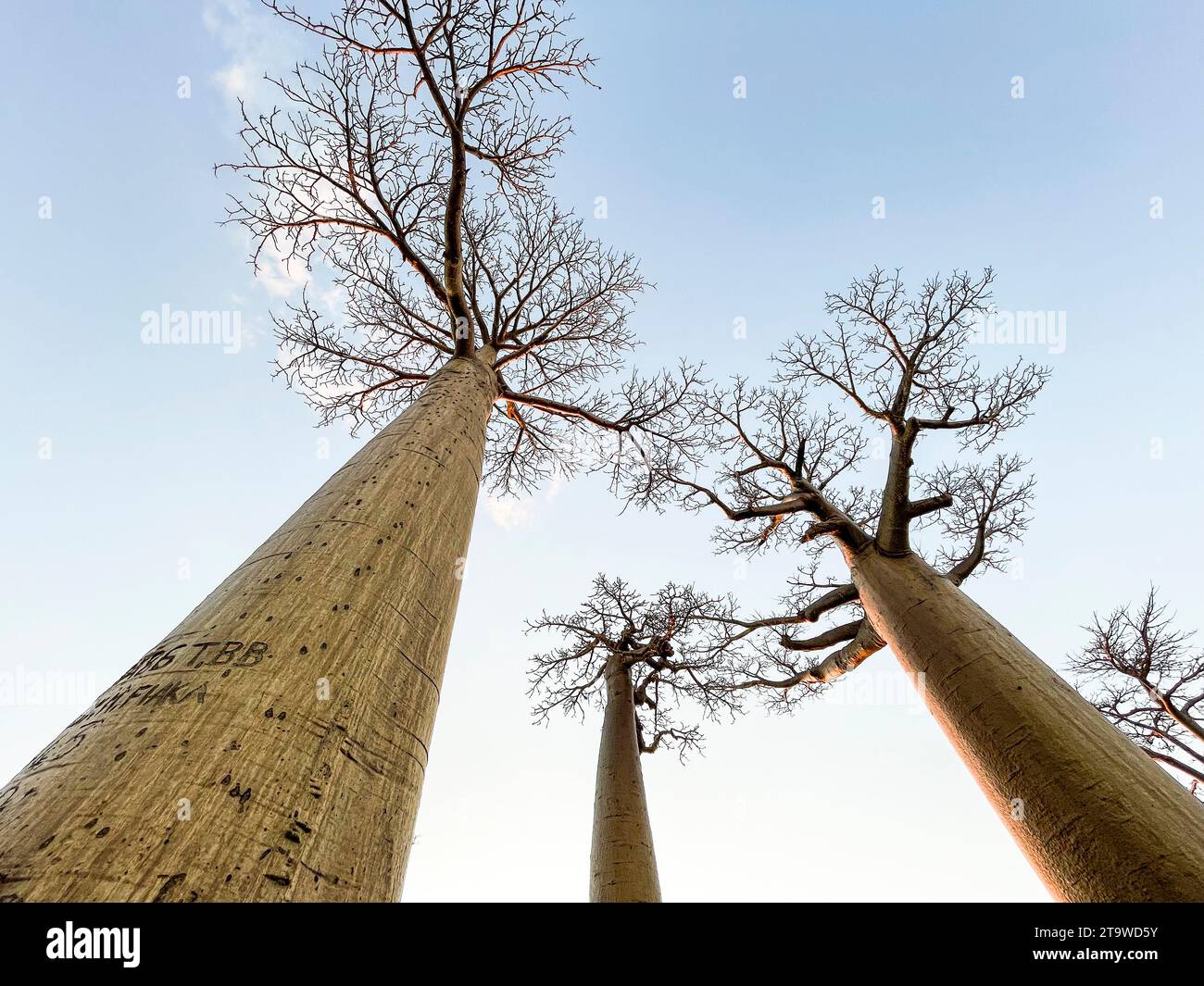 Madagascar, Avenue of Baobabs Stock Photo