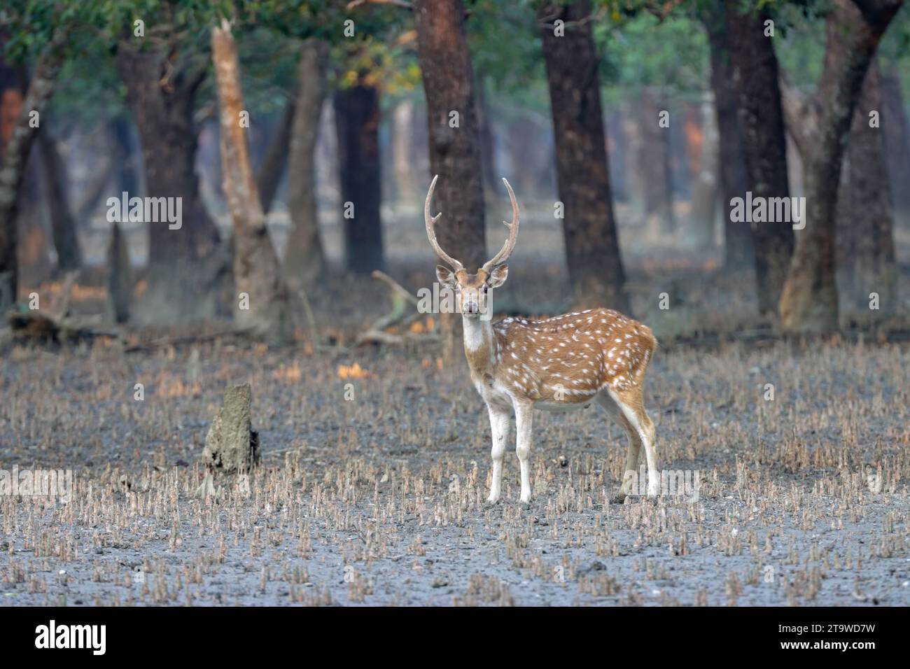 spotted deer or chital is the most common deer species in Indian