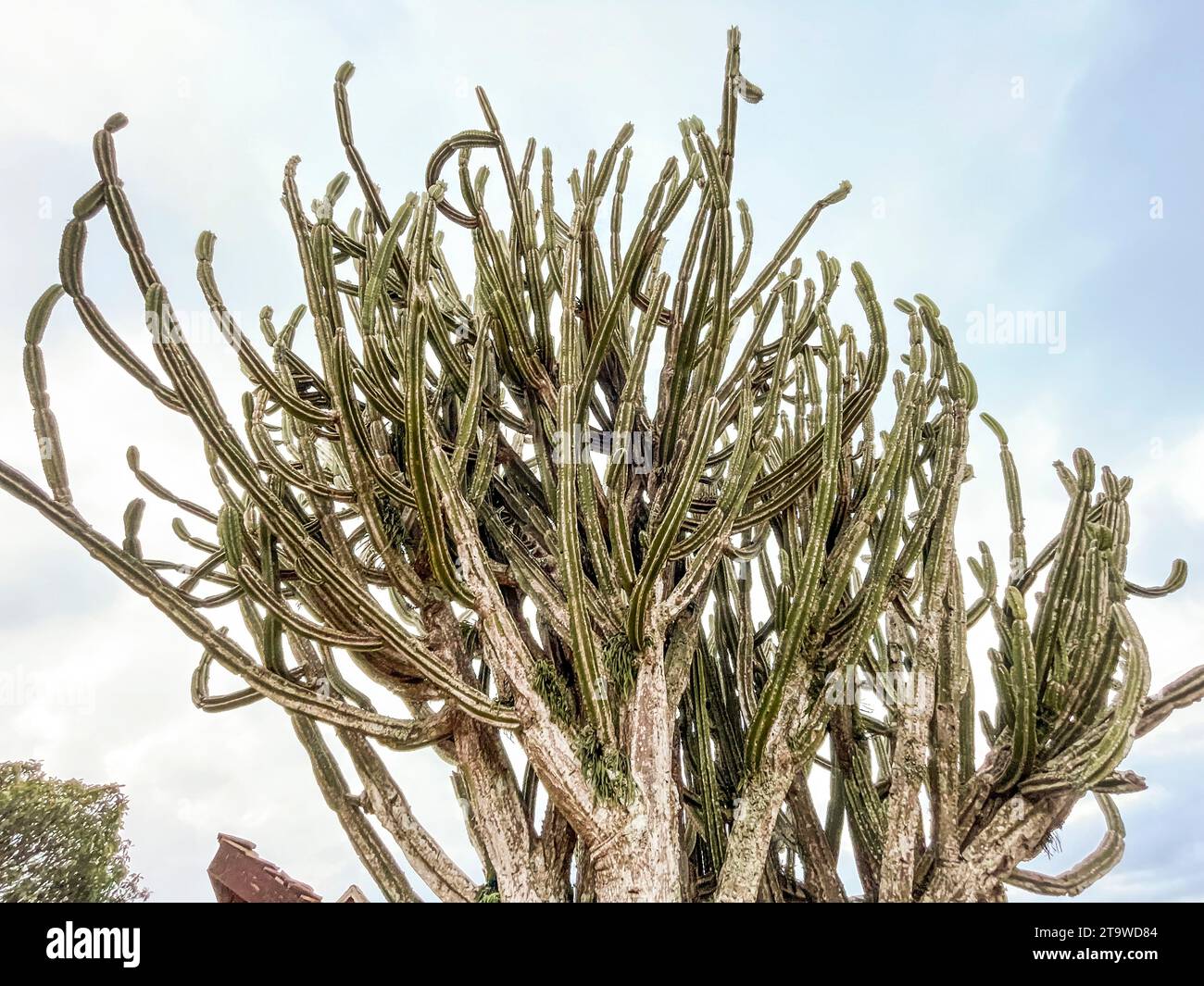 Madagascar, Fianarantsoa, Cactus tree Stock Photo