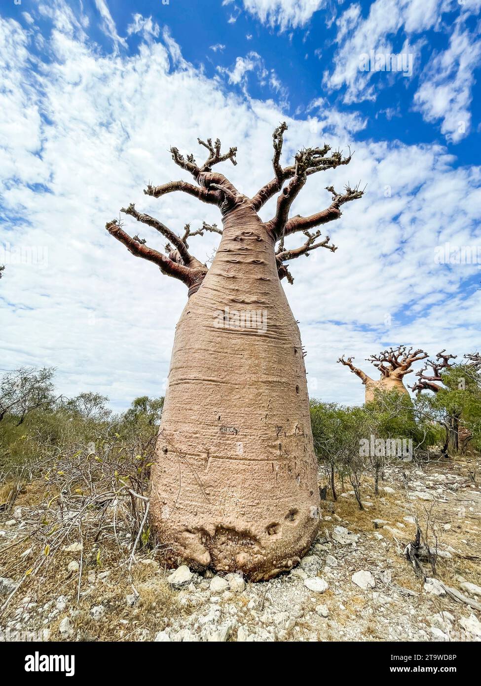 Madagascar, baobab bottle Stock Photo