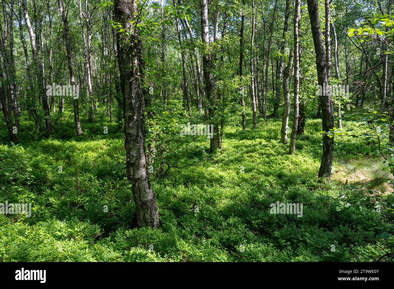 Carpathian birch forest  ( Betula carpatica ) in the red bog in the High Rhön, Hesse, Germany Stock Photo