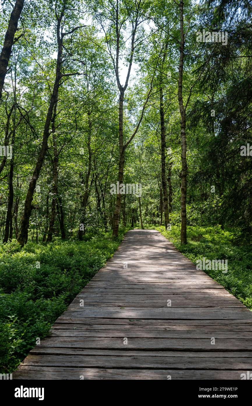Carpathian birch  ( Betula carpatica )  forest with wooden footbridge in the red moor in the high Rhön, Hesse, Germany Stock Photo