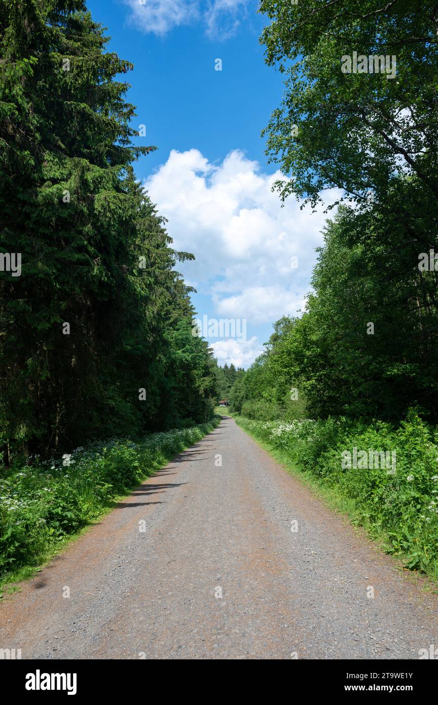 Dirt road among green trees with blue sky and white clouds Stock Photo ...