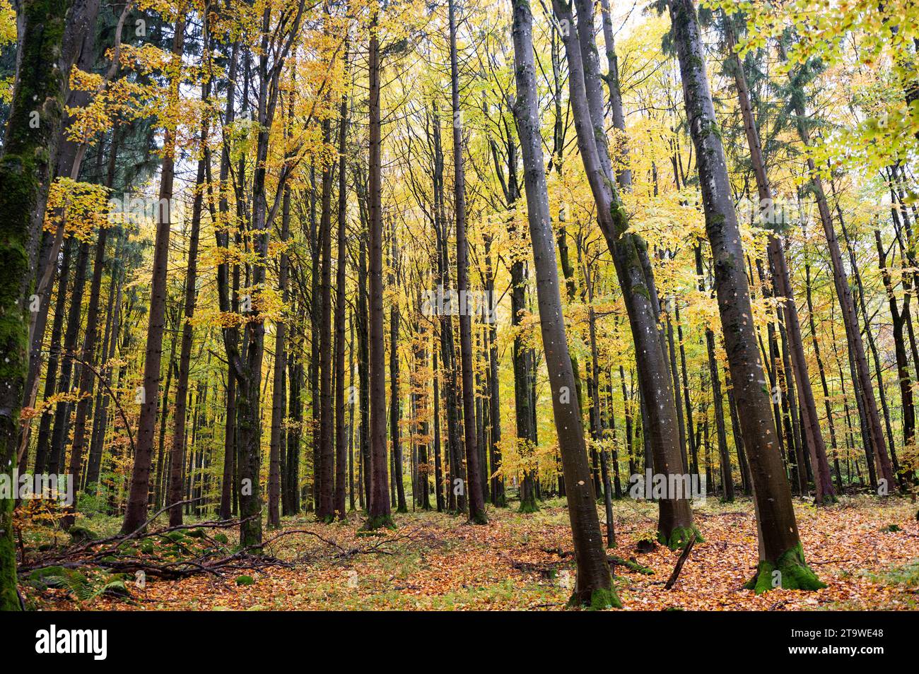 A forest in autumn with lots of leaves Stock Photo