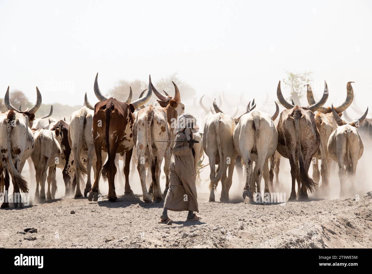 Young shepherd in Chad next to Lake Chad Stock Photo