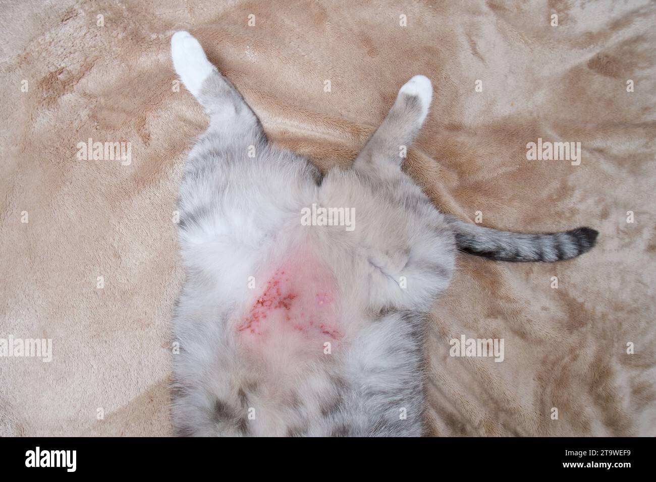 The cat scratched his stomach from itchy skin to scratches and wounds. The belly of a cat with wounds and skin problems from stress or allergies Stock Photo