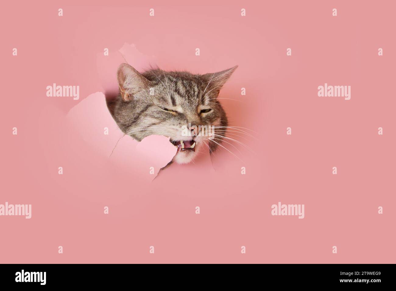 A sly cat in a hole on a pink paper background. A torn studio ...