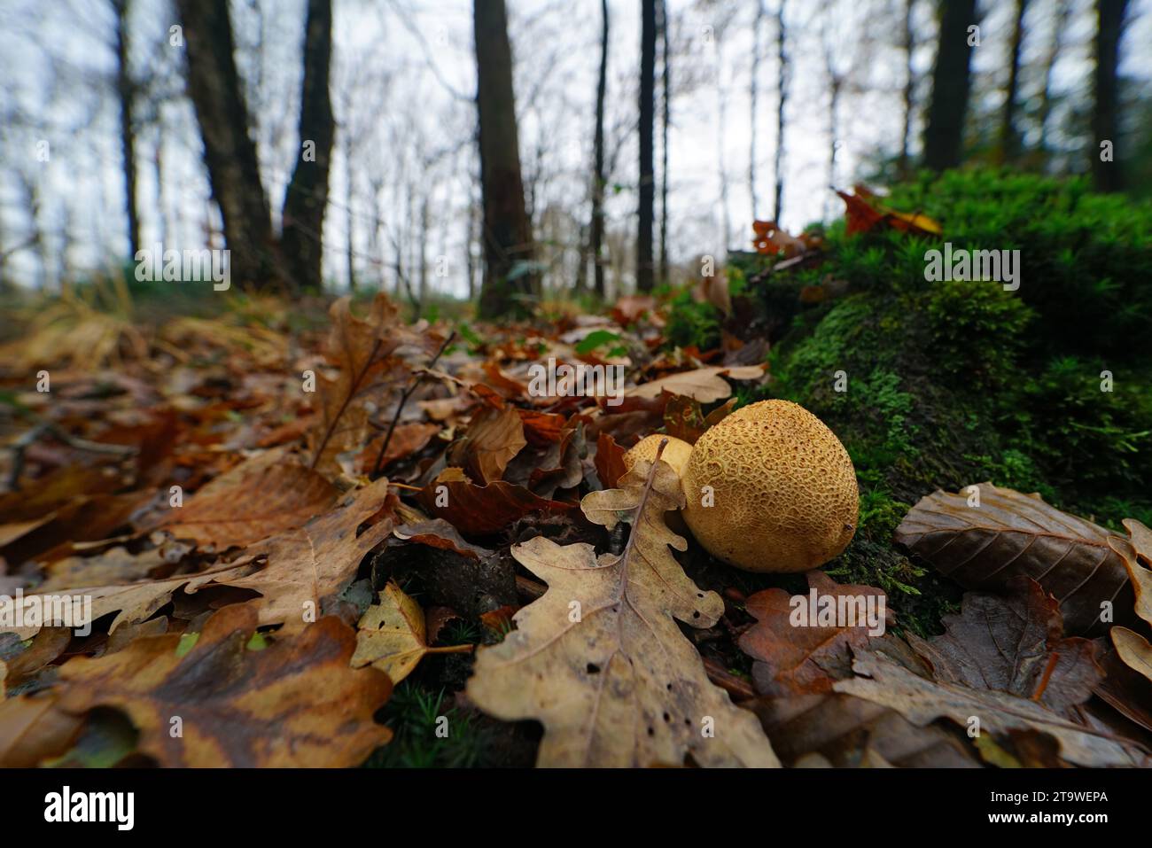Natural closeup on a common earthball muyshroom, Scleroderma citrinum laying on he ground Stock Photo