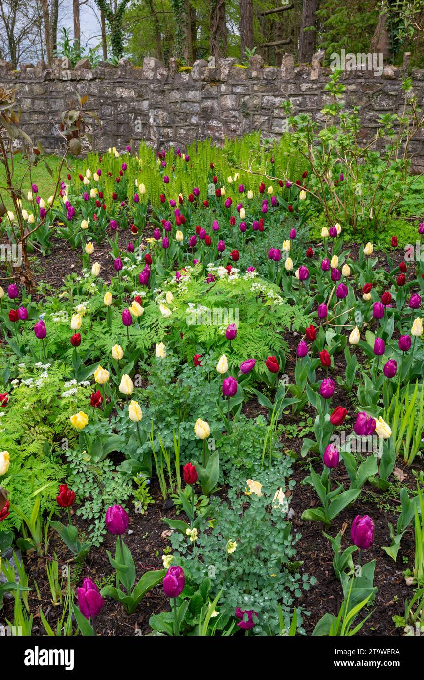 Tulips in yellow, red and purple flowering between the new growth of herbaceous perennials. Stock Photo