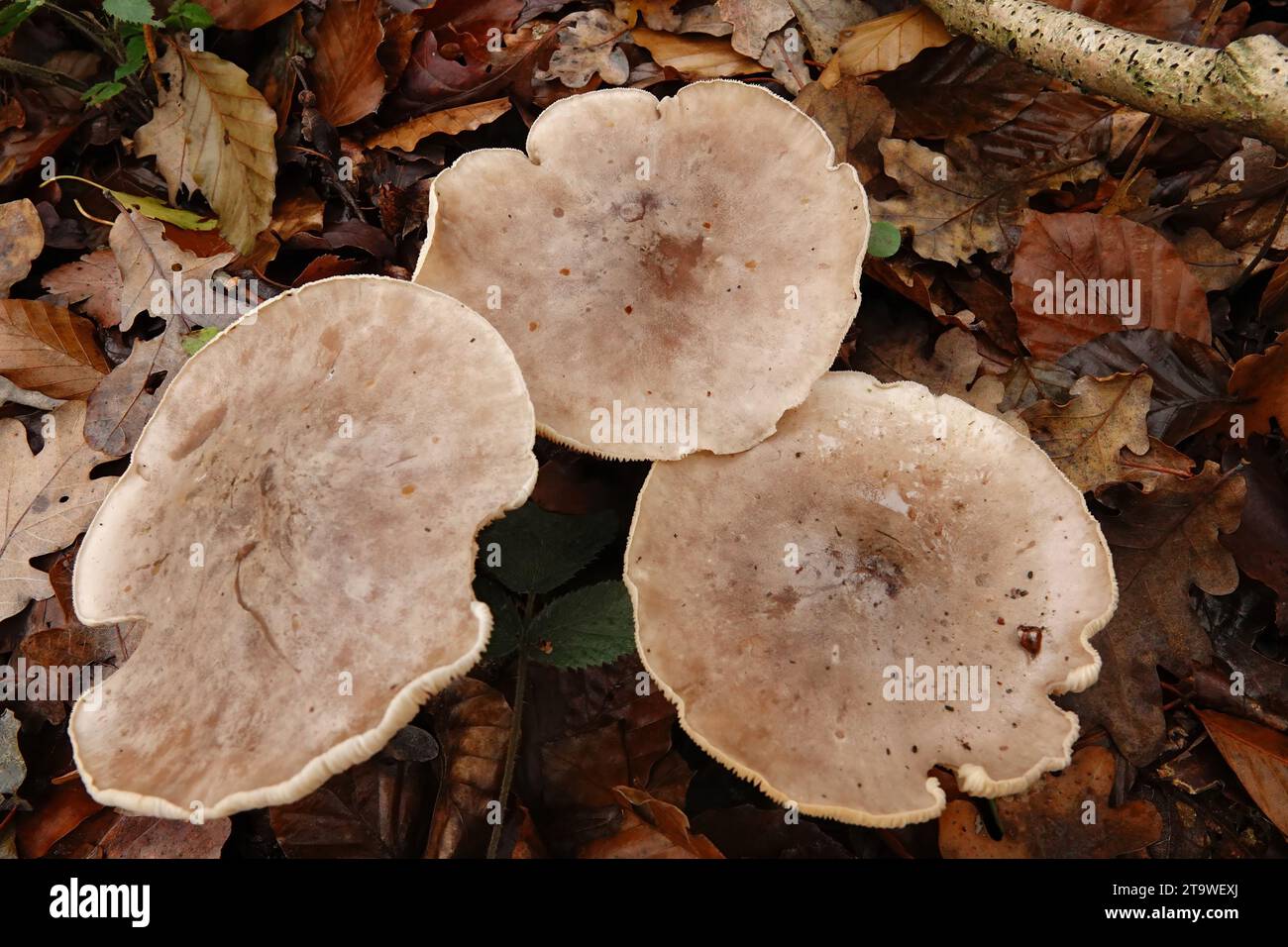 Natural closeup on a group of grey colored Clouded Agaric or Funnel mushroom, Clitocybe nebularis on the forest floor Stock Photo