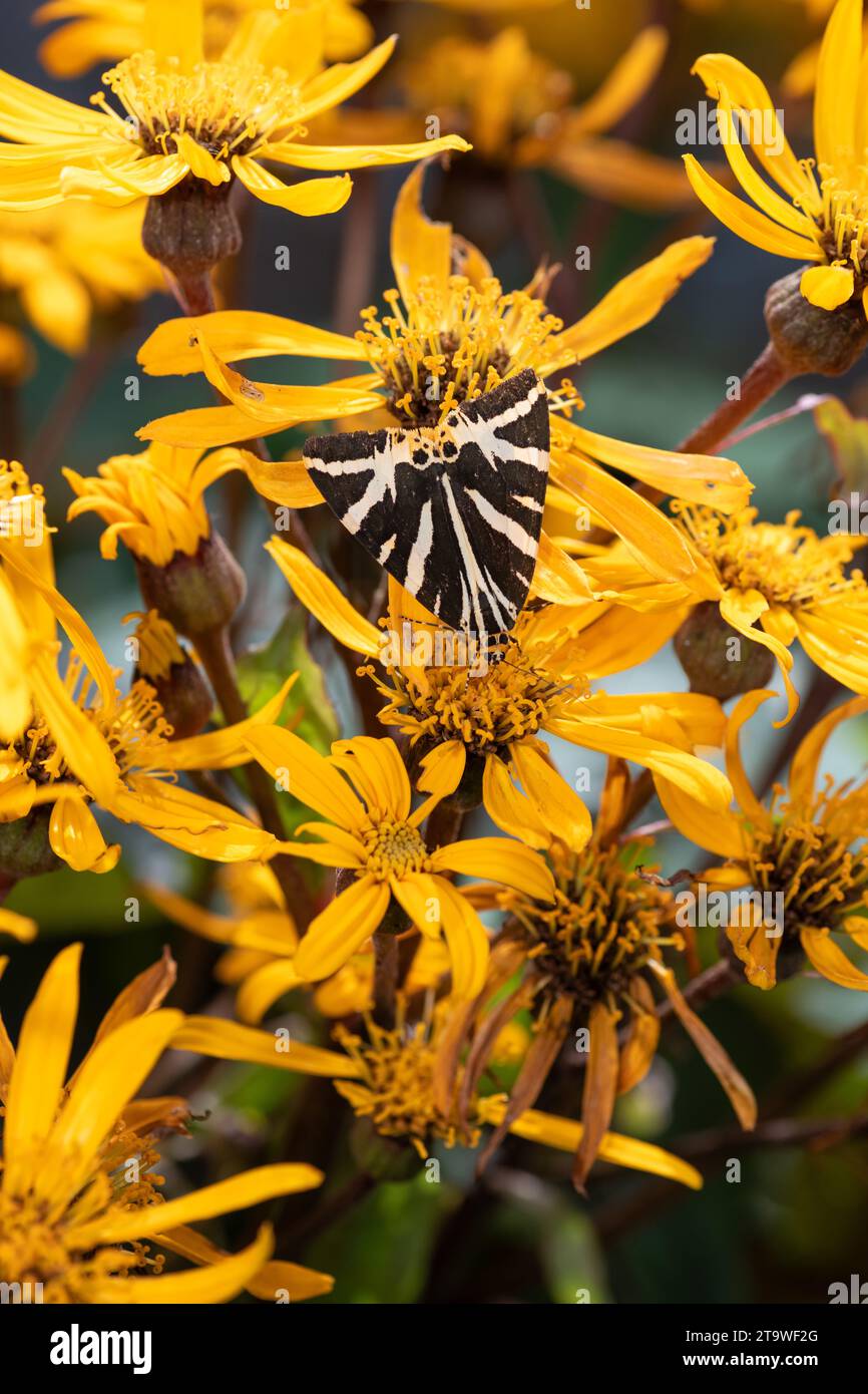 Close up of a Jersey tiger (euplagia quadripuncaria) moth leopardplant (ligularia dentata) flowers in bloom Stock Photo