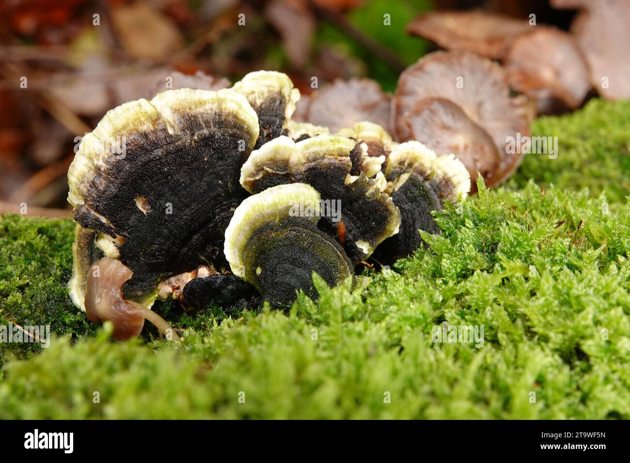 Natural closeup on a smoky polypore or bracket mushroom growing in between green moss on dead wood Stock Photo