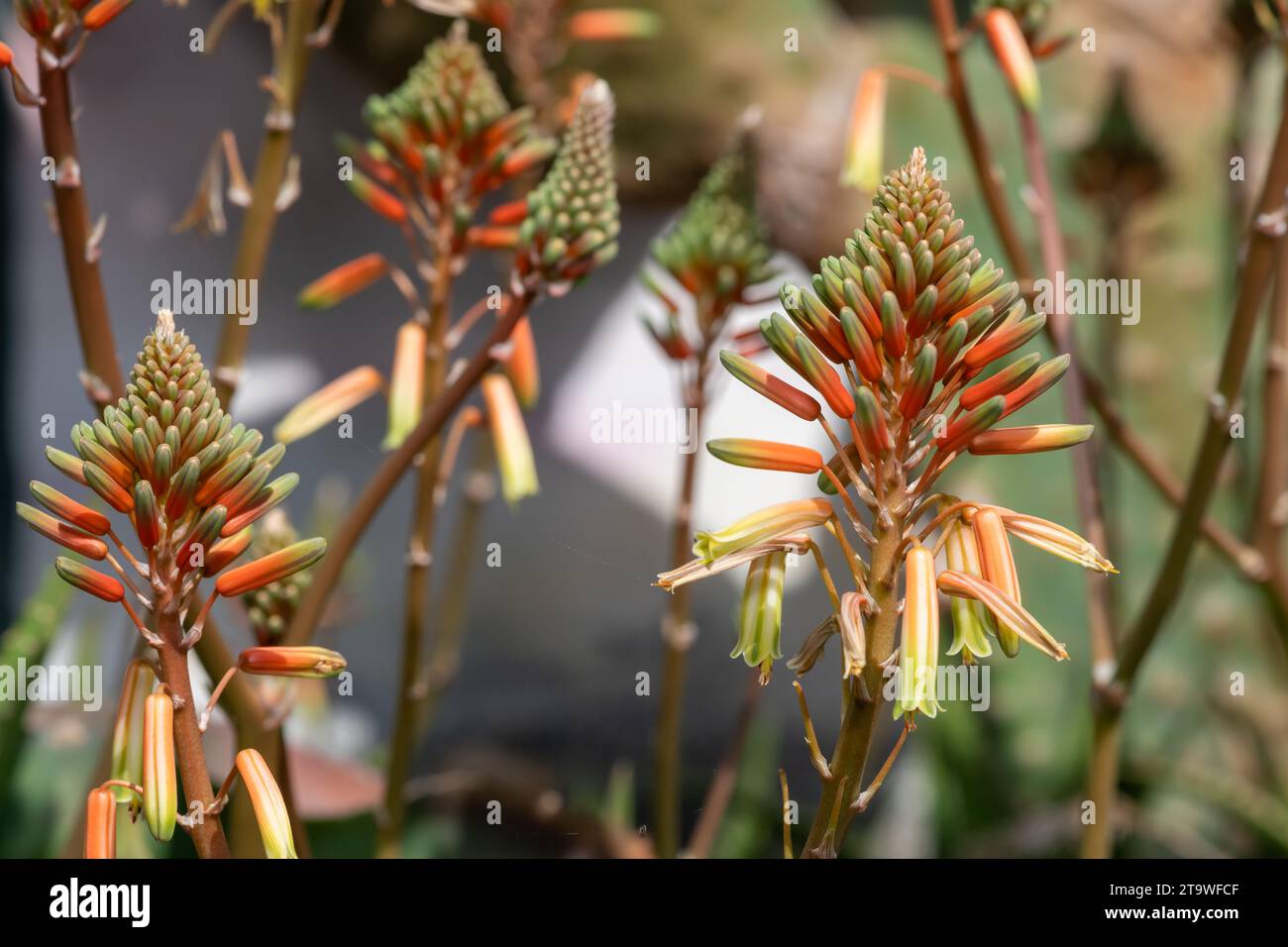 Aloe Vera flowers in bloom Stock Photo