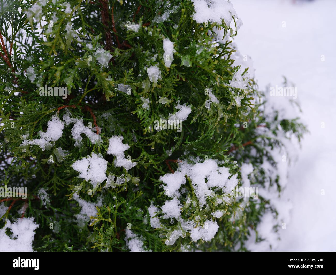A close-up shot of a thuja tree covered snow. Stock Photo
