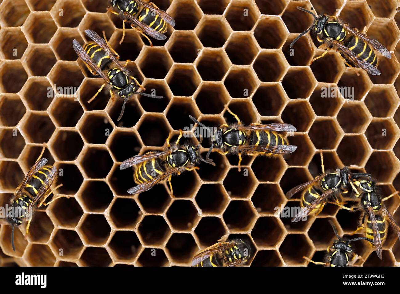 top view of a wasp nest with wasps on hexagonal cells, close-up in a paper wasp nest of Vespula vulgaris Stock Photo