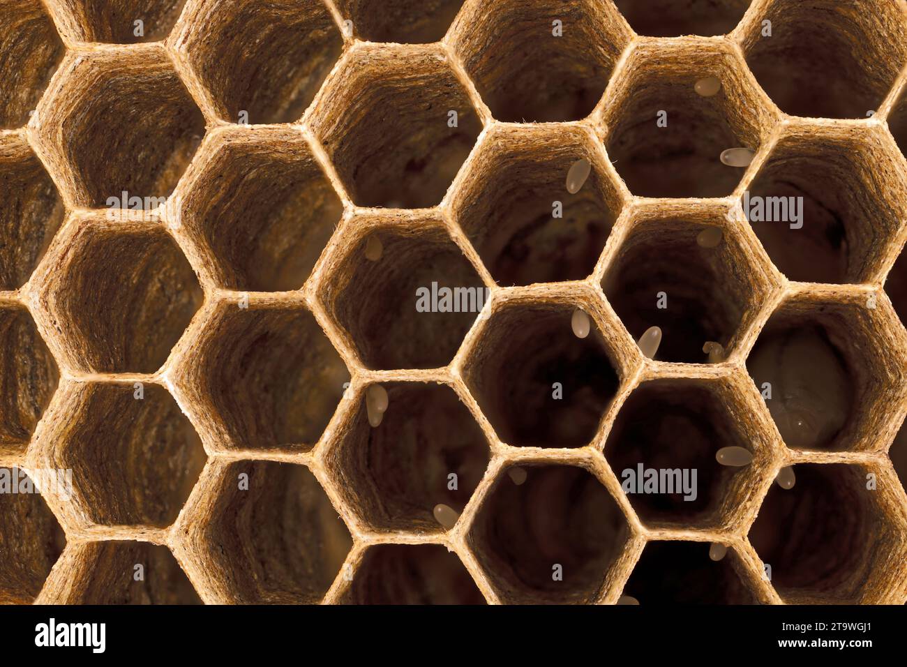 top view inside of the cells in a wasp nest of vespula vulgaris, close up of hexagonal cells with eggs Stock Photo