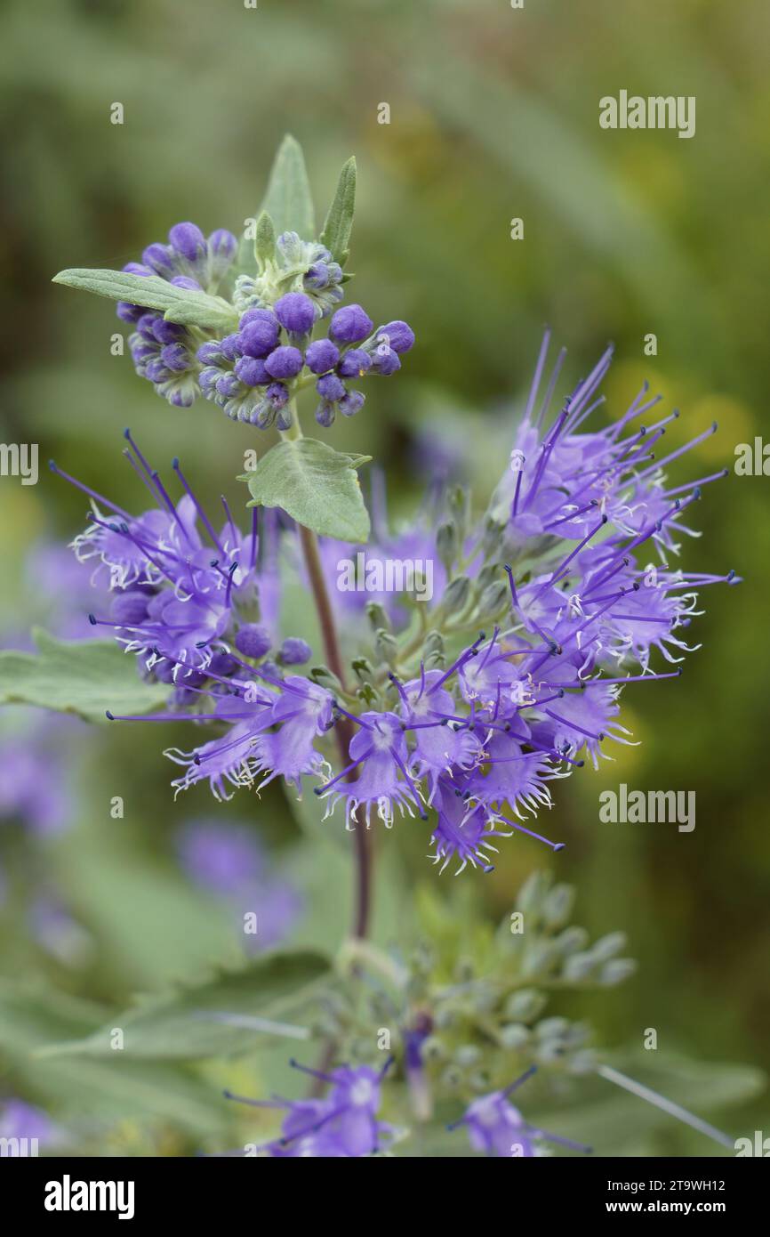 plant in bloom of Heavenly Blue or bluebeard, detail of the flowers,  Caryopteris × clandonensis, Lamiaceae Stock Photo