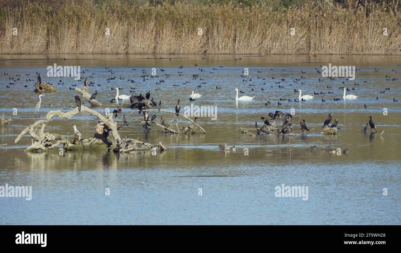 several species of aquatic birds populate a small tranquil lake Stock Photo