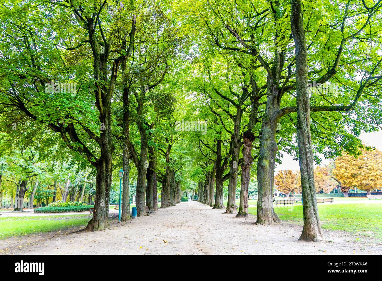 Tree-lined alley in Parc du Cinquantenaire, Brussels, Belgium Stock ...