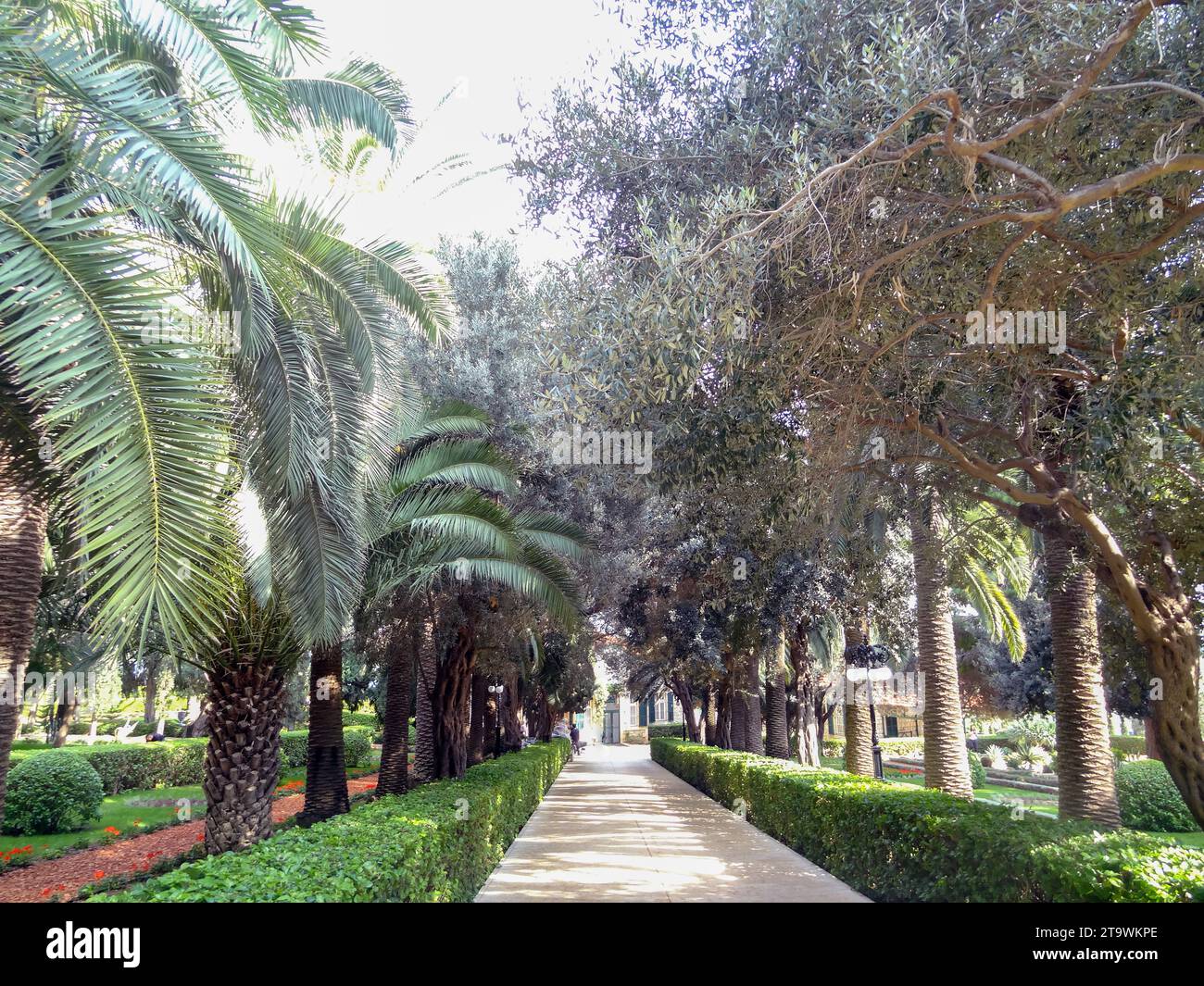 Path in the park with flowers and palm trees on a sunny summer day ...