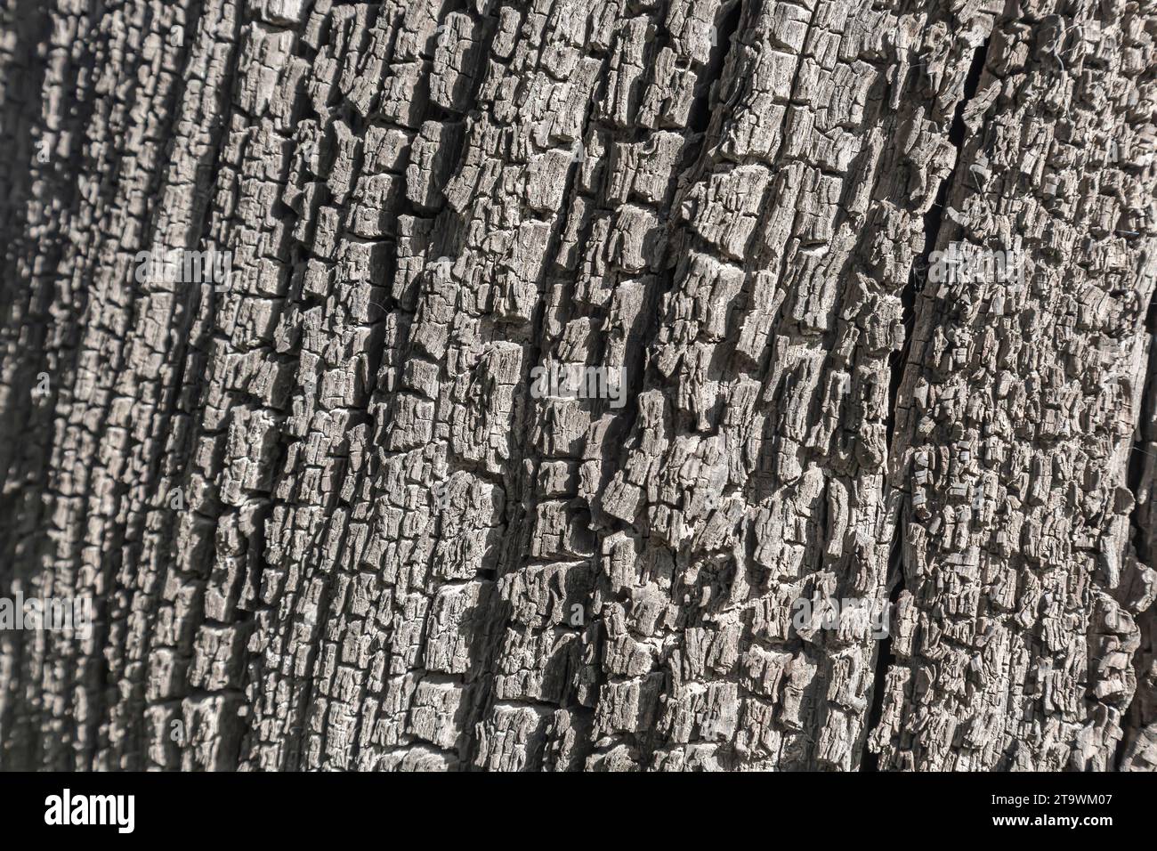 Old wood texture with natural patterns. Abstract background and texture for design. Stock Photo