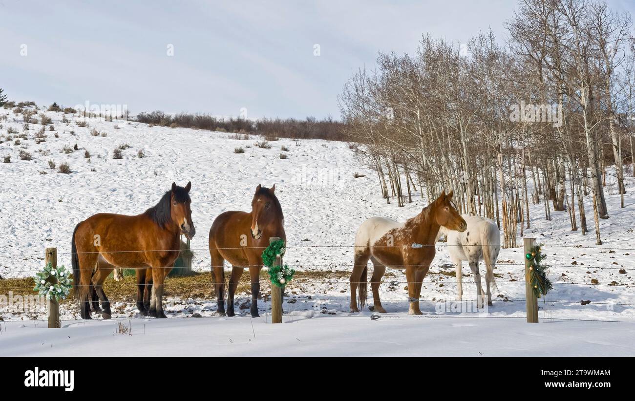 Several horses standing near a fine line in Bozeman, Montana. Stock Photo
