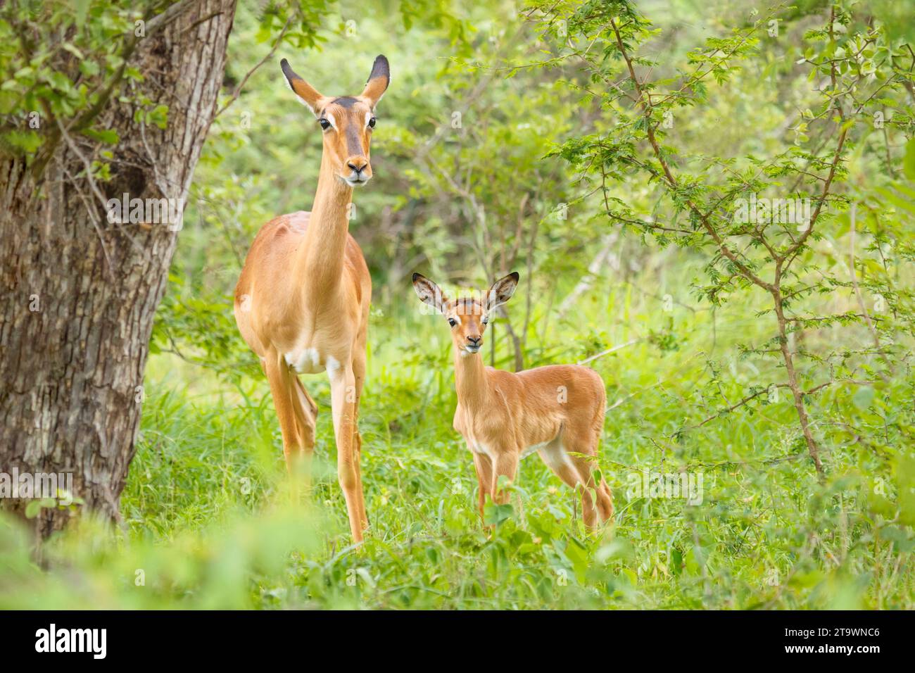 Impala young kruger national hi-res stock photography and images - Alamy