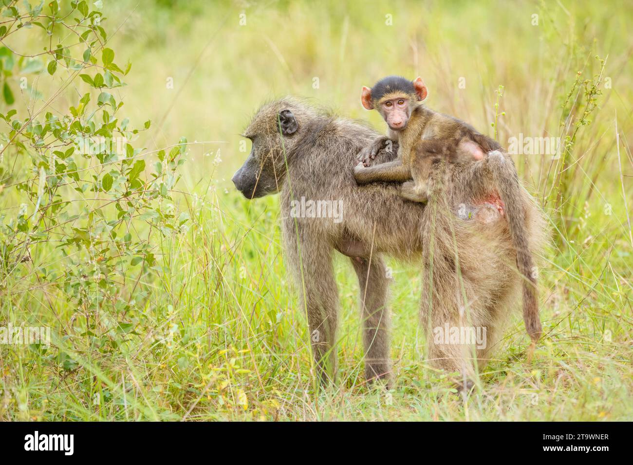 Mother and juvenile Chacma Baboon (Papio ursinus) Stock Photo
