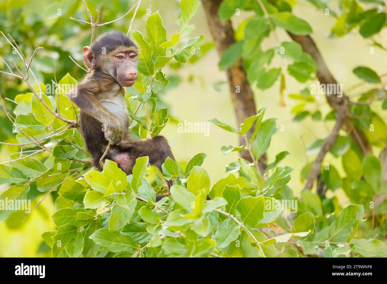 Juvenile Chacma Baboon (Papio ursinus) in Kruger National Park/Africa Stock Photo